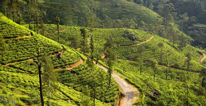 Sri Lanka, Tailandia y Phuket Al Completo