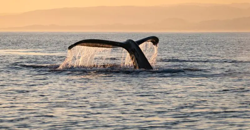 Leyendas de Canadá con Ballenas