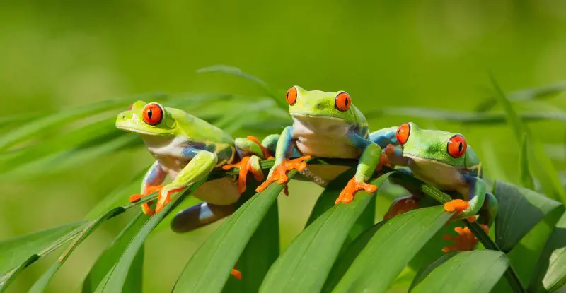 Tortuguero (2026)