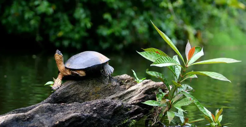 Tortuguero con Manuel Antonio - Tour Regular