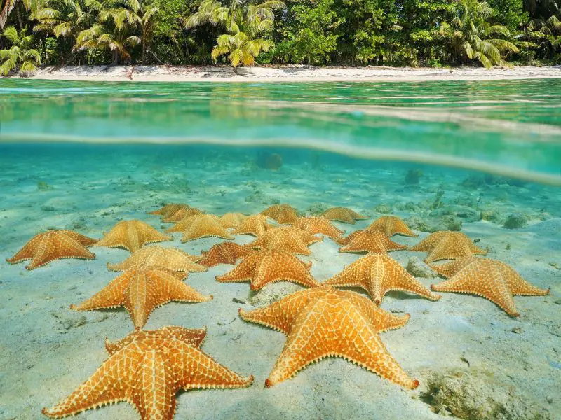 Panamá Inolvidable y Bocas del Toro