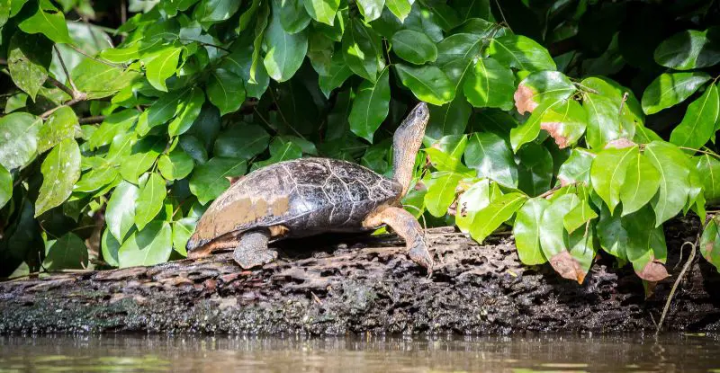 Tortuguero con Guanacaste – Tour Regular (2026)