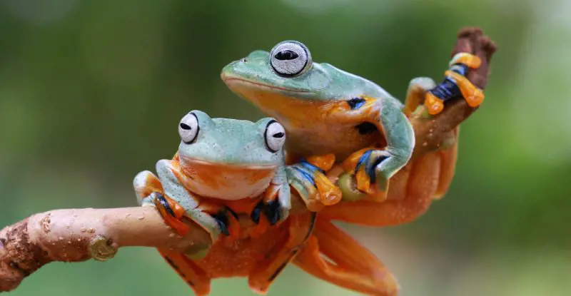Pura Vida con Manuel Antonio - Salidas Verano