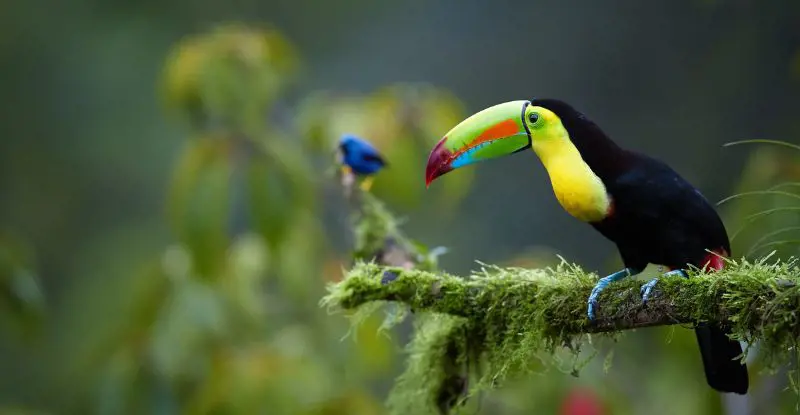 Tortuguero con Guanacaste - Tour Regular - Verano