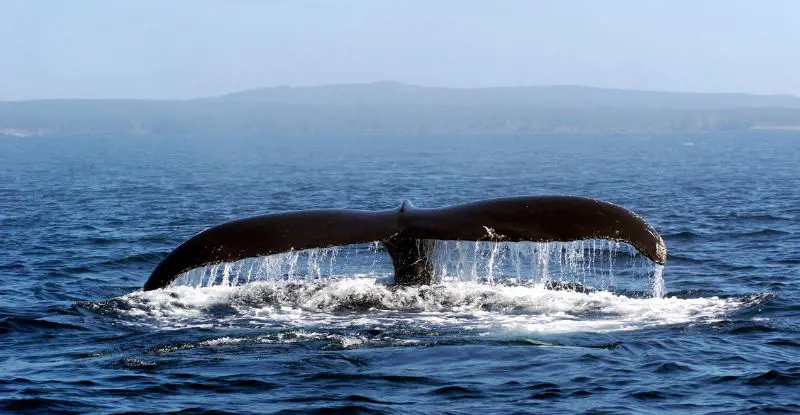 Canadá con Ballenas 