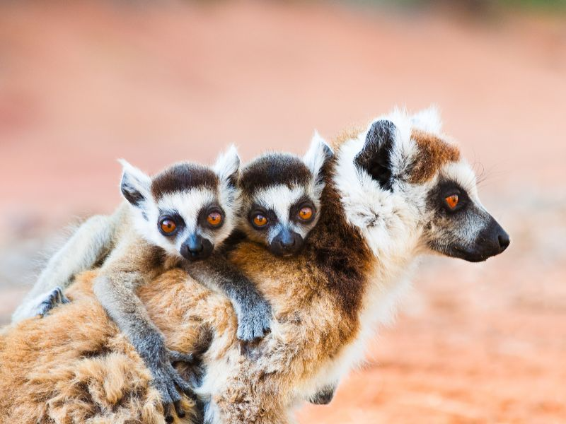 Sur de Madagascar