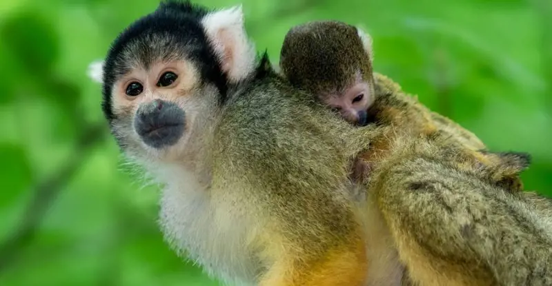 Luna de Miel en Familia en Costa Rica
