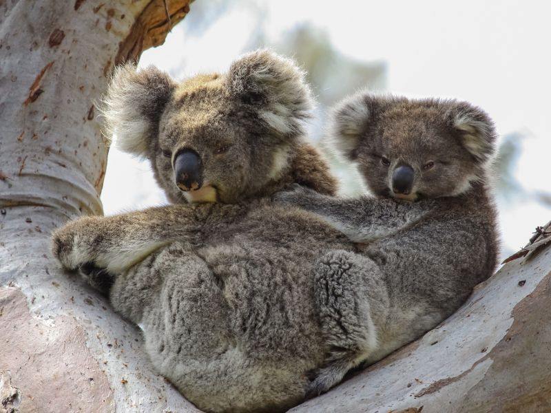 Kiwis y Koalas