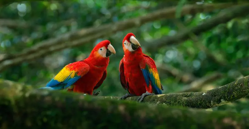 Pura Vida con Guanacaste – Fly & Drive (2026)