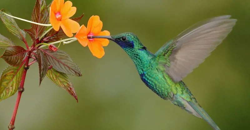 Costa Rica Mágica con Guanacaste – Tour Regular (2026)