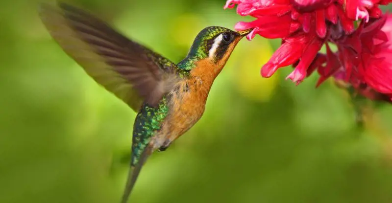 Costa Rica Mágica con Guanacaste – Fly & Drive (2026)