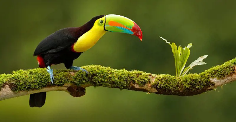 Costa Rica Clásica (2026)