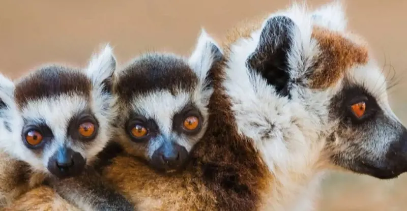 Expedición África Austral y Madagascar
