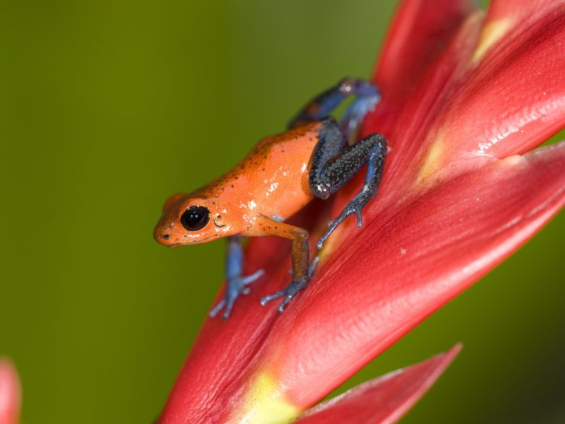 Escapada a Costa Rica - Salidas Garantizadas 