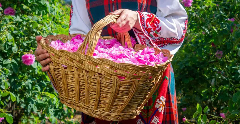 Bulgaria, festival de las rosas