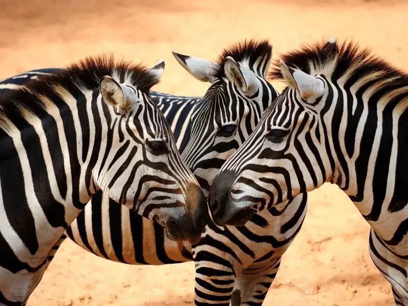 Safari Jambo y Zanzíbar - Salidas Garantizadas - Oferta 23 Septiembre desde Madrid
