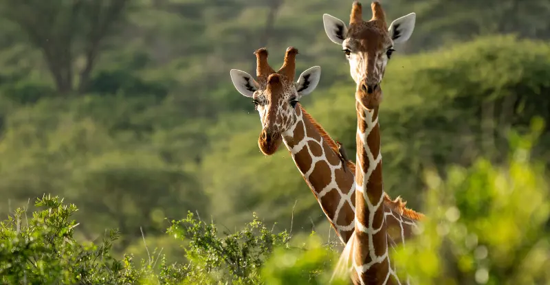 Kenia Romántica