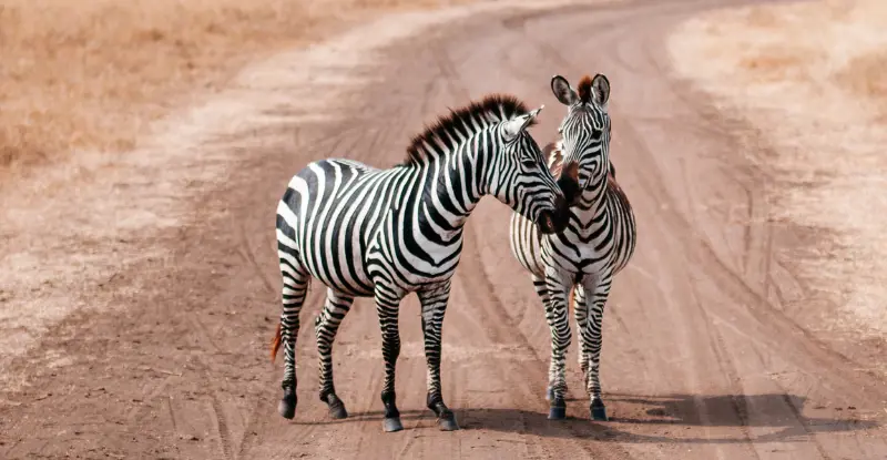 Kenia Romántica y Maldivas