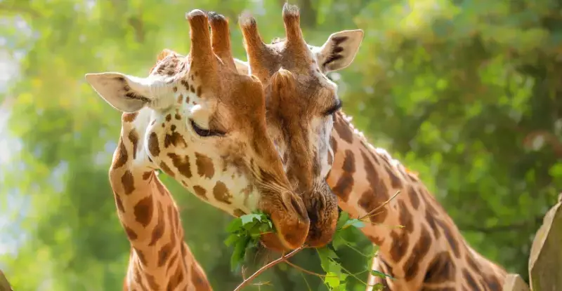 Kenia Romántica y Zanzíbar