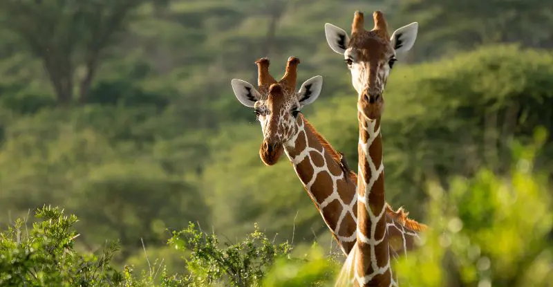 Kenia Romántica