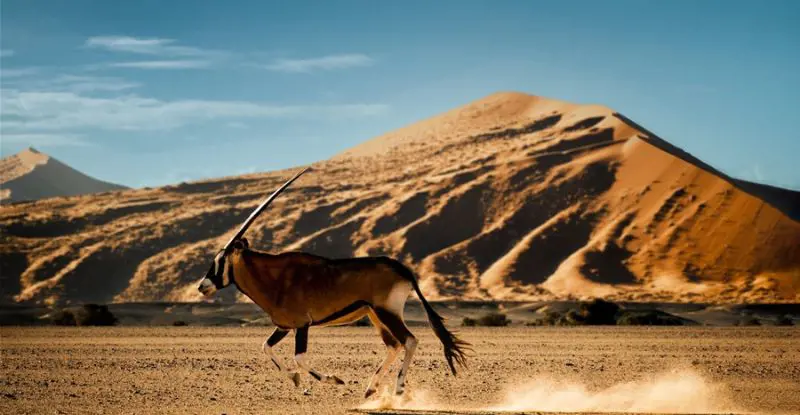 Esencias de Namibia