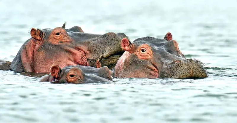 Sabanas de Kenia y Tanzania