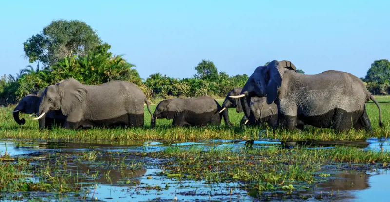 Ruta del Okavango Premium 