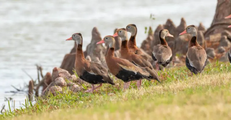 Gran Tour de Panamá