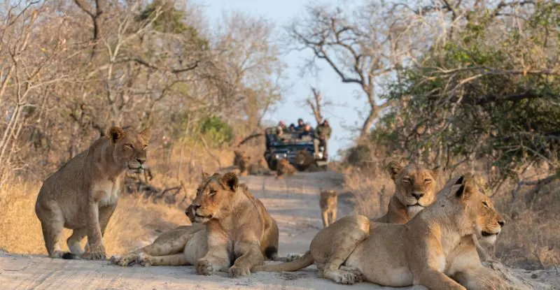 Reservas Privadas Sudáfrica - Opción 1