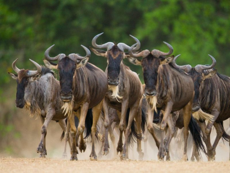 Safari Ngorongoro Ruta 2 - Categoría A Y B - TUI Spain