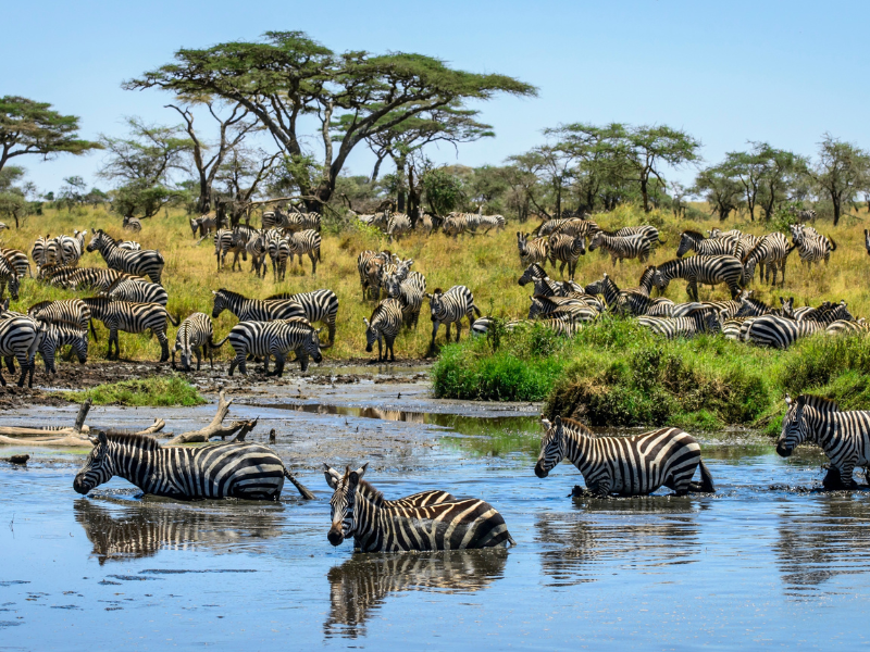 Safari Ngorongoro Ruta 1 - Salida martes - Extensión Zanzíbar - Desde Barcelona (Regreso desde Nairobi)