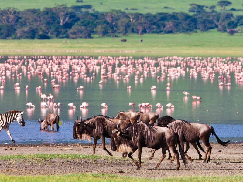 Safari Ngorongoro Ruta 2 - Extensión Zanzíbar - Salidas Garantizadas