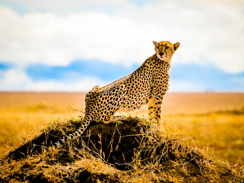 Safari Ngorongoro Ruta 1 - Salida martes - Extensión Zanzíbar - Salidas desde Madrid (Regreso desde Nairobi)