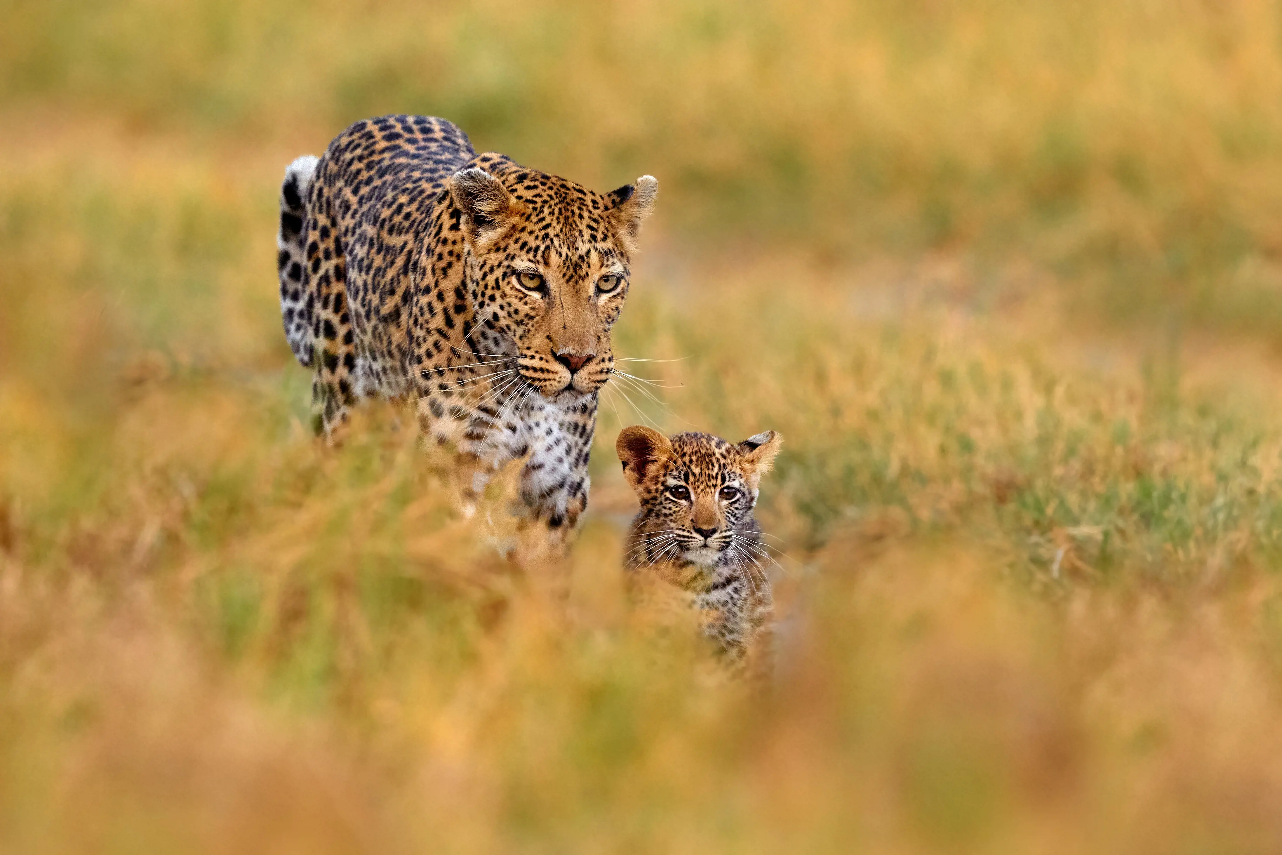 Reserva Privada de Sabi Sabi - Opción 1