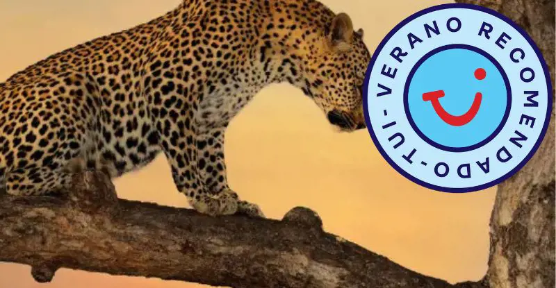 Reserva Privada de Sabi Sabi - Opción 1