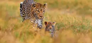 Kenia