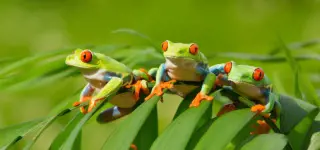 Costa Rica