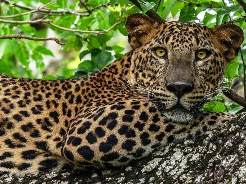 Súper Sri Lanka - Salidas Garantizadas - Oferta 11 Agosto desde Barcelona