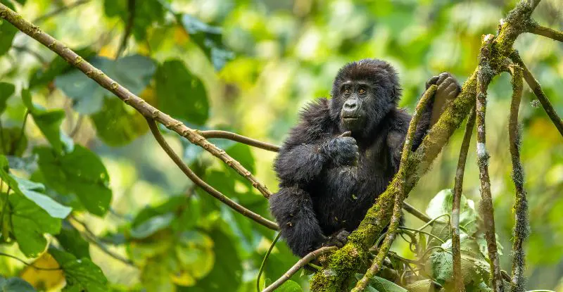 Luna de Miel en Uganda y Zanzíbar