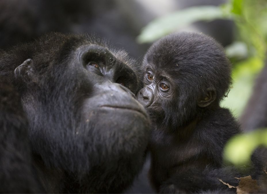 Uganda Esencial Categoría A