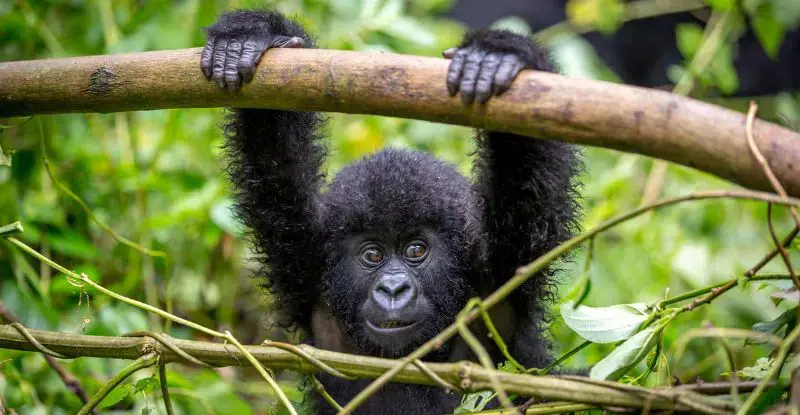 Uganda Fascinante