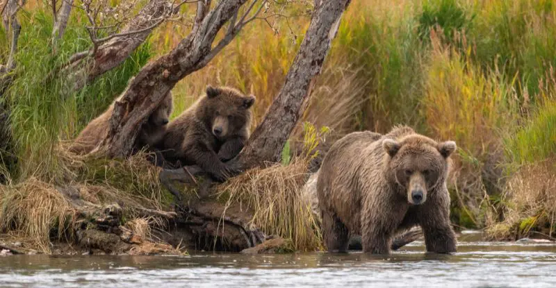 Oeste Espectacular con Crucero Alaska - Salida 31 Agosto
