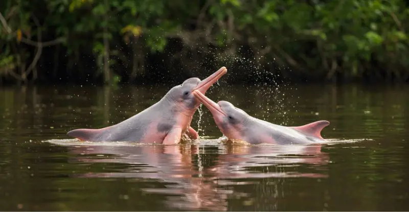 Expedición Amazonas: viaje al corazón verde
