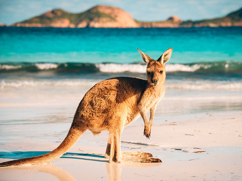 Australia Kangaroo
