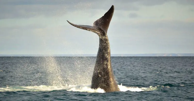 Ballenas, Glaciares y Cataratas