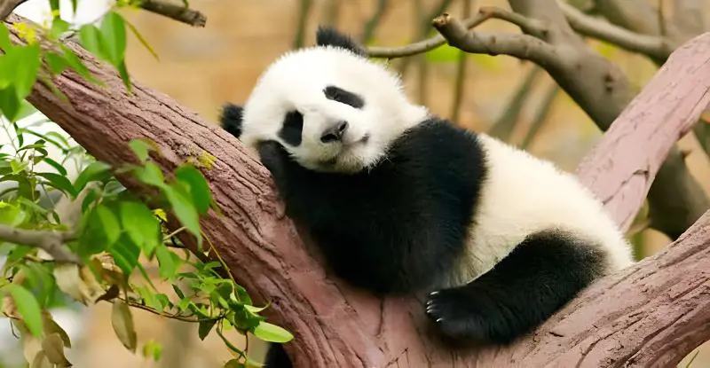 Ciudad Prohibida y Chengdú