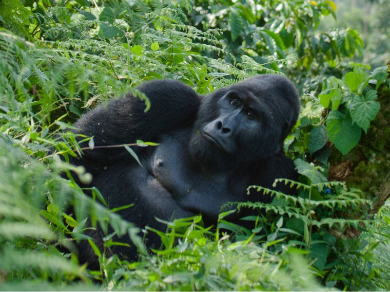 Colores de Uganda