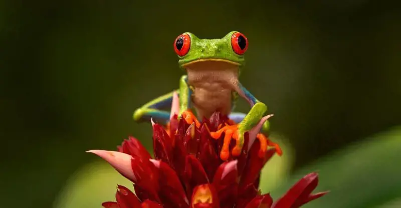 Contrastes de Costa Rica