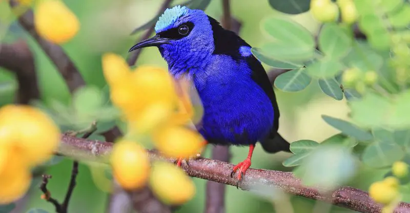 Panamá y Costa Rica