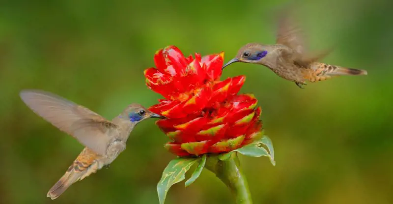 Contrastes de Costa Rica con Manuel Antonio - Tour Regular